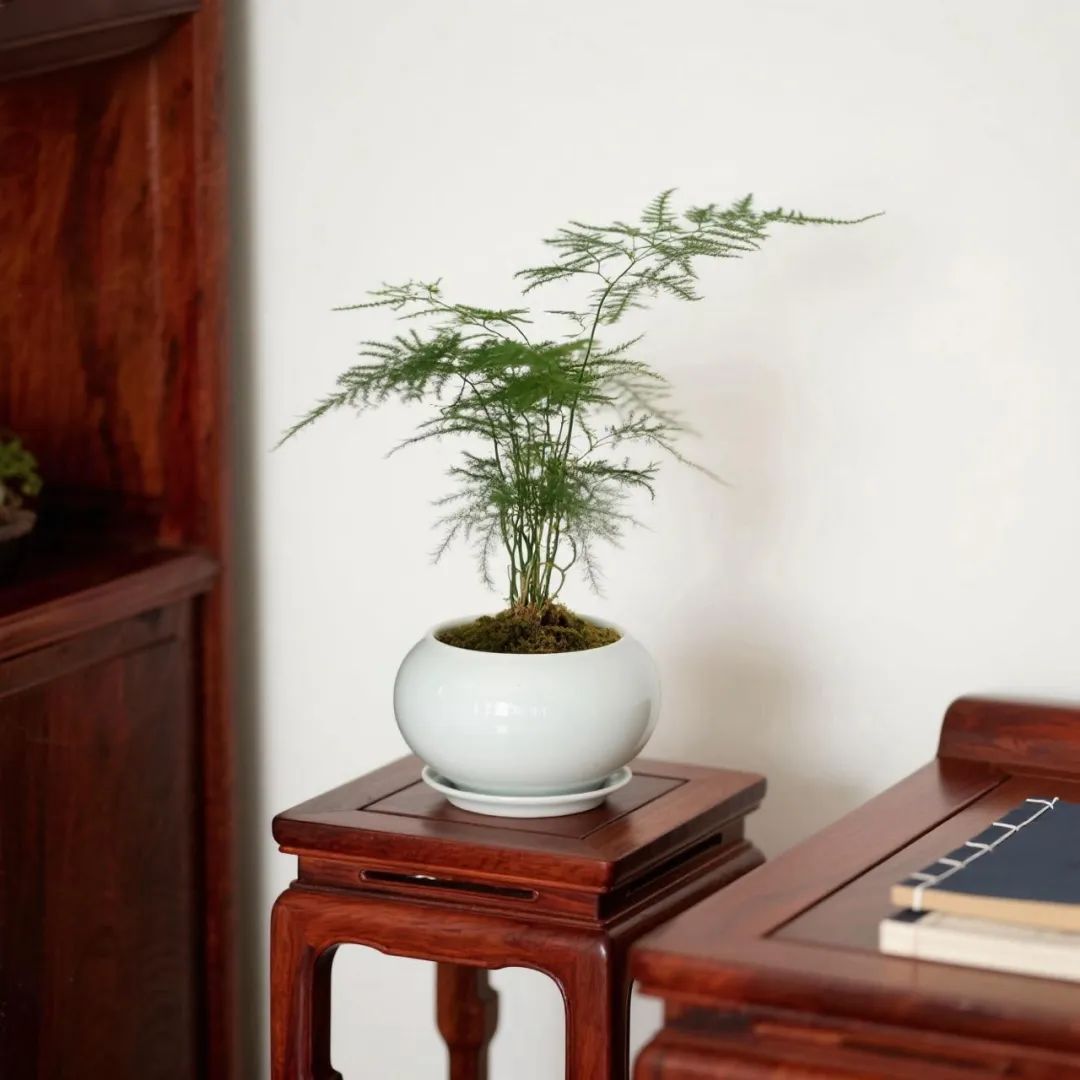 一张案，一盏灯，一盆绿(图3)